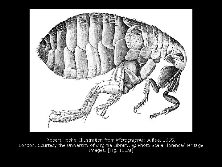 Robert Hooke. Illustration from Micrographia: A flea. 1665. London. Courtesy the University of Virginia