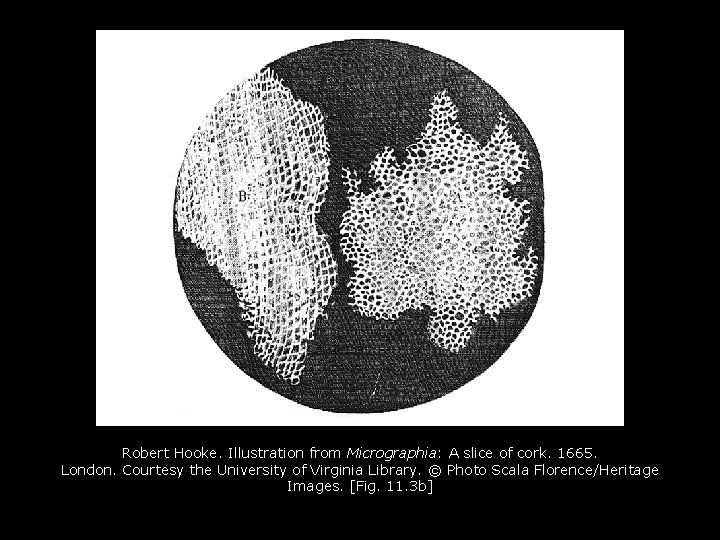 Robert Hooke. Illustration from Micrographia: A slice of cork. 1665. London. Courtesy the University