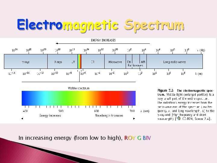 Electromagnetic Spectrum In increasing energy (from low to high), ROY G BIV 