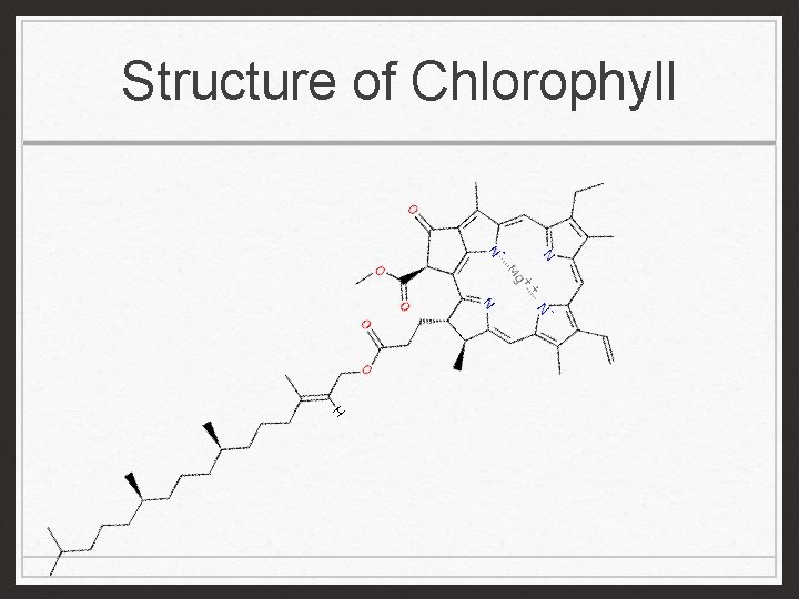 Structure of Chlorophyll 