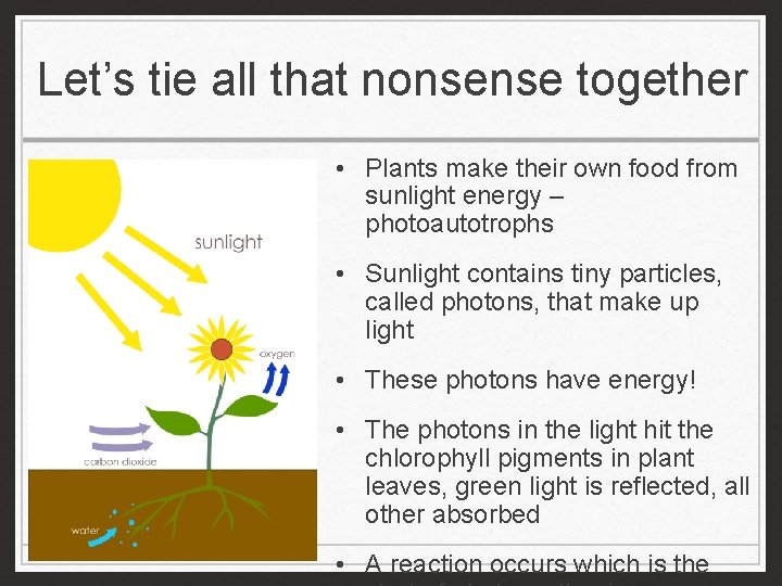 Let’s tie all that nonsense together • Plants make their own food from sunlight