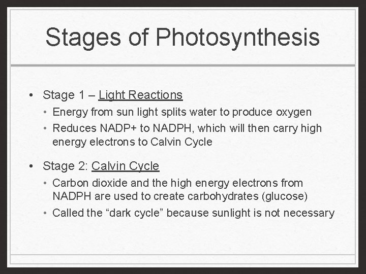 Stages of Photosynthesis • Stage 1 – Light Reactions • Energy from sun light