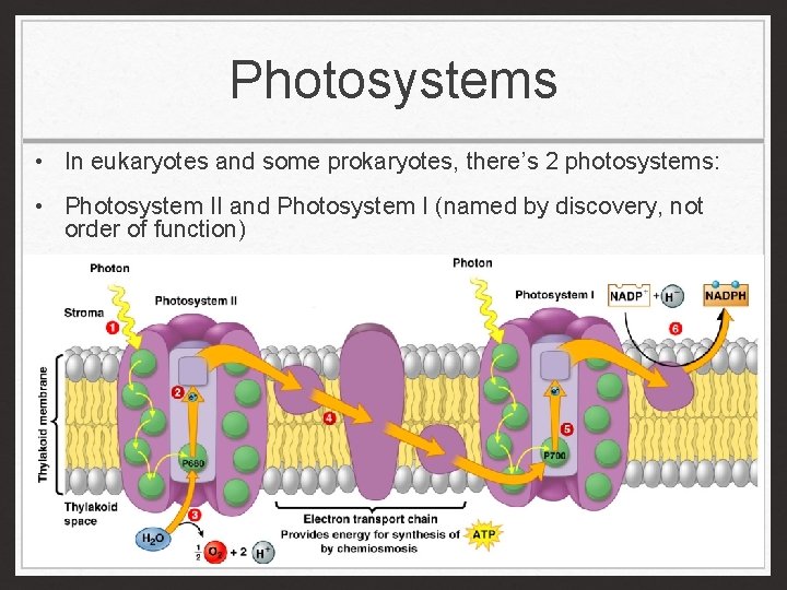 Photosystems • In eukaryotes and some prokaryotes, there’s 2 photosystems: • Photosystem II and