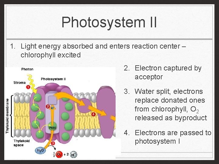 Photosystem II 1. Light energy absorbed and enters reaction center – chlorophyll excited 2.