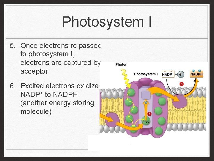 Photosystem I 5. Once electrons re passed to photosystem I, electrons are captured by