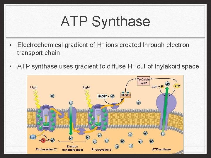 ATP Synthase • Electrochemical gradient of H+ ions created through electron transport chain •