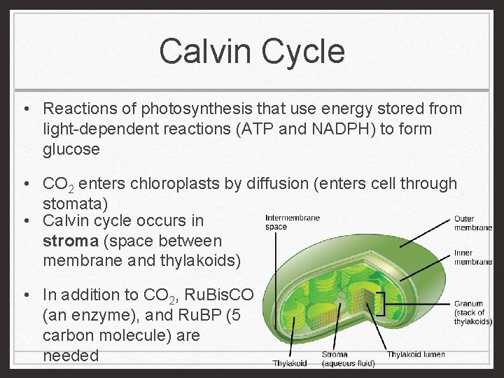 Calvin Cycle • Reactions of photosynthesis that use energy stored from light-dependent reactions (ATP