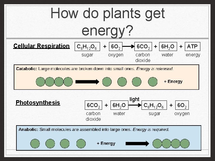 How do plants get energy? Cellular Respiration C 6 H 12 O 6 sugar
