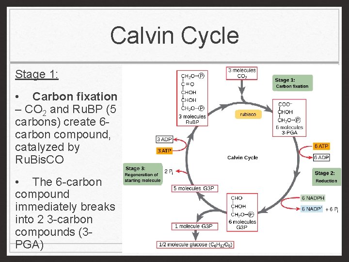 Calvin Cycle Stage 1: • Carbon fixation – CO 2 and Ru. BP (5