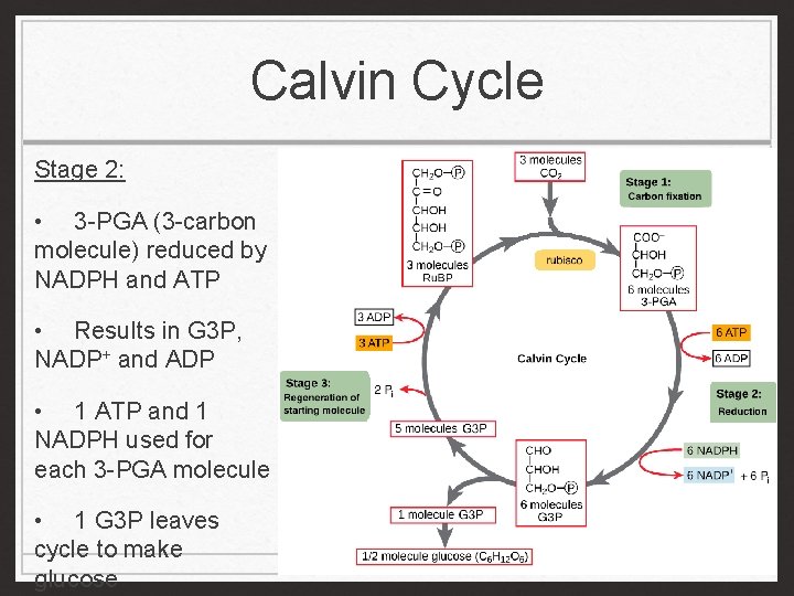 Calvin Cycle Stage 2: • 3 -PGA (3 -carbon molecule) reduced by NADPH and