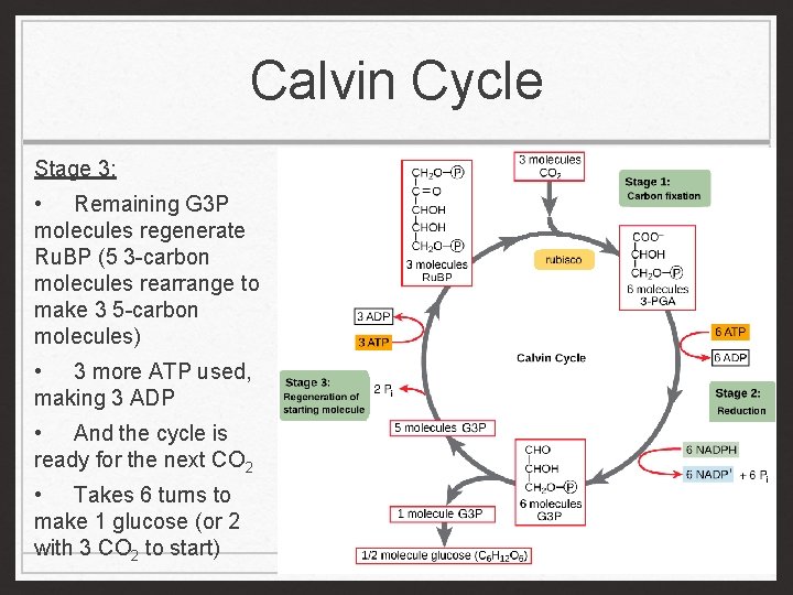 Calvin Cycle Stage 3: • Remaining G 3 P molecules regenerate Ru. BP (5