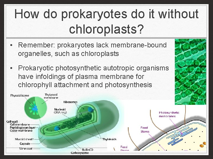 How do prokaryotes do it without chloroplasts? • Remember: prokaryotes lack membrane-bound organelles, such