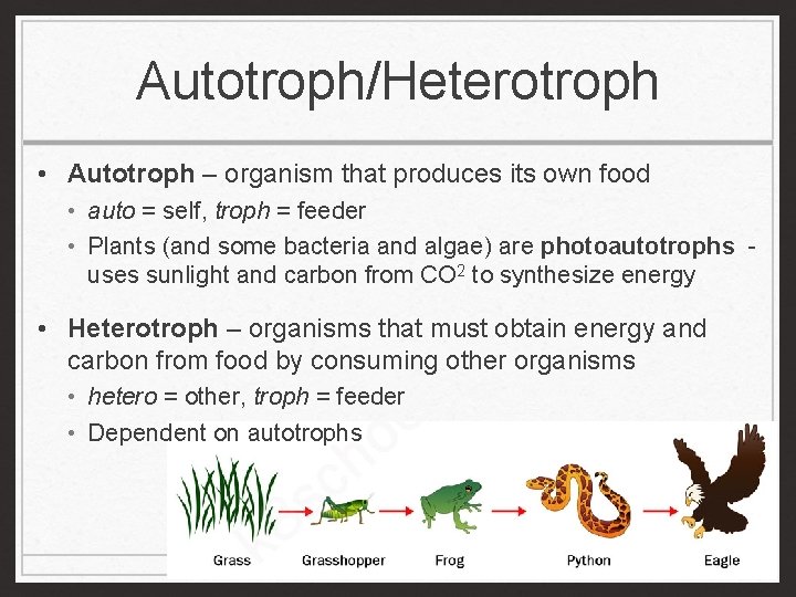 Autotroph/Heterotroph • Autotroph – organism that produces its own food • auto = self,