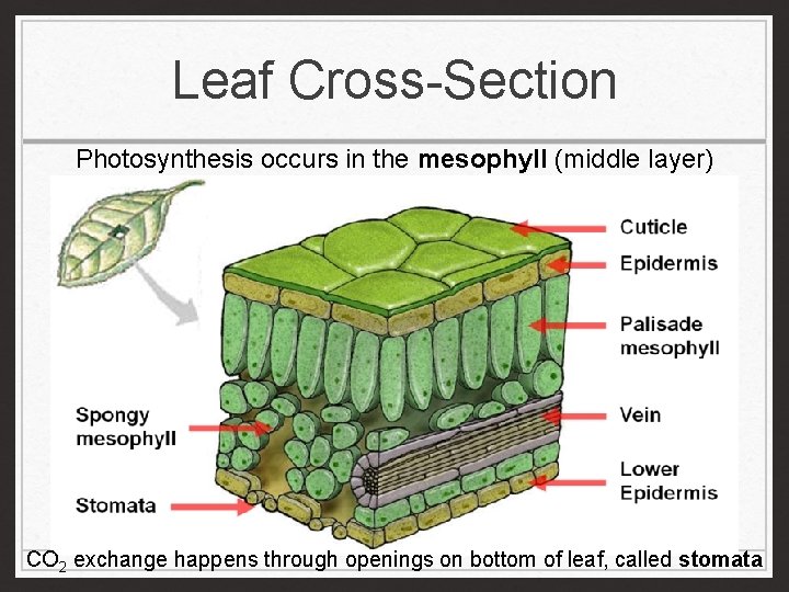 Leaf Cross-Section Photosynthesis occurs in the mesophyll (middle layer) CO 2 exchange happens through