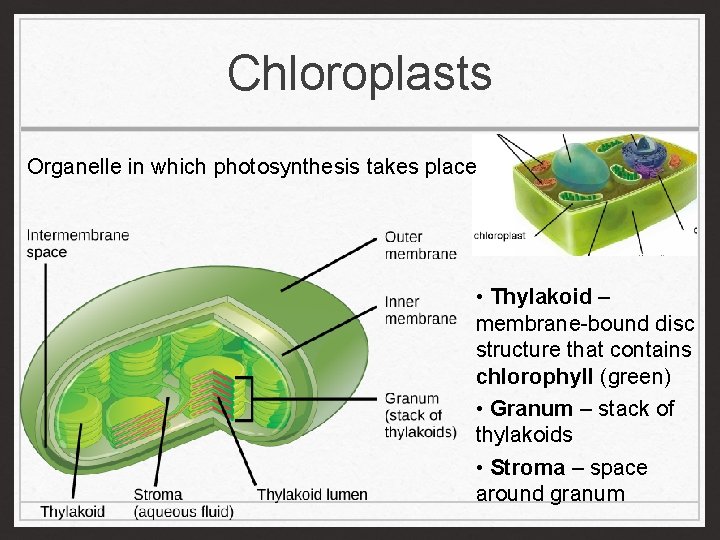 Chloroplasts Organelle in which photosynthesis takes place • Thylakoid – membrane-bound disc structure that