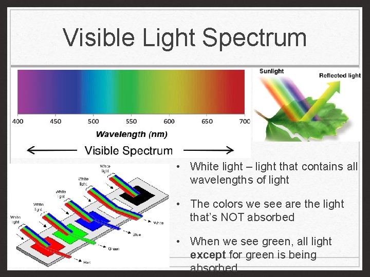 Visible Light Spectrum • White light – light that contains all wavelengths of light