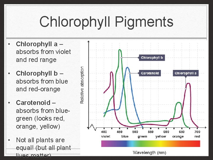 Chlorophyll Pigments • Chlorophyll a – absorbs from violet and red range • Chlorophyll