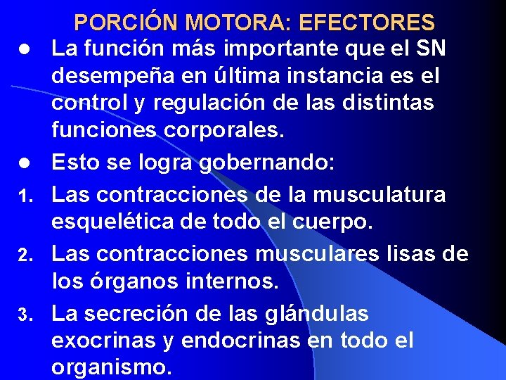 l l 1. 2. 3. PORCIÓN MOTORA: EFECTORES La función más importante que el