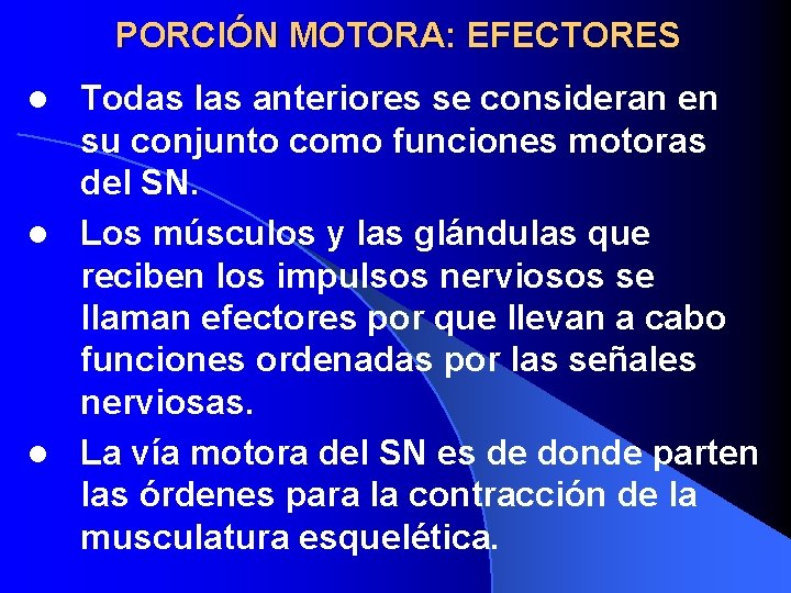 PORCIÓN MOTORA: EFECTORES Todas las anteriores se consideran en su conjunto como funciones motoras