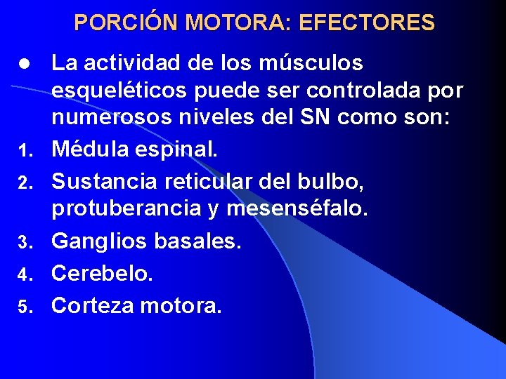 PORCIÓN MOTORA: EFECTORES l 1. 2. 3. 4. 5. La actividad de los músculos