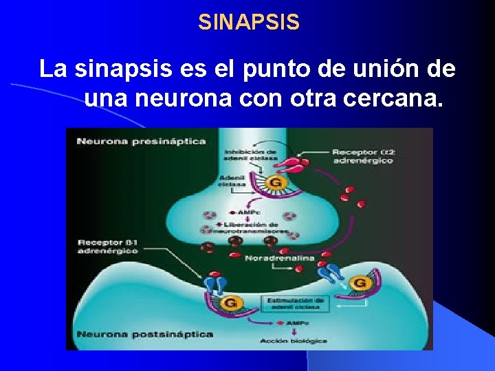 SINAPSIS La sinapsis es el punto de unión de una neurona con otra cercana.