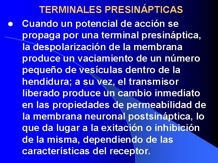 TERMINALES PRESINÁPTICAS l Cuando un potencial de acción se propaga por una terminal presináptica,