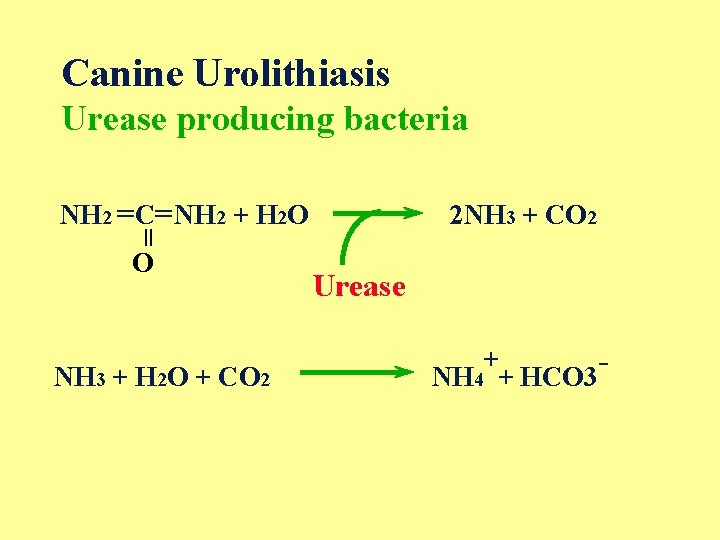 Canine Urolithiasis Urease producing bacteria NH 2 =C=NH 2 + H 2 O =