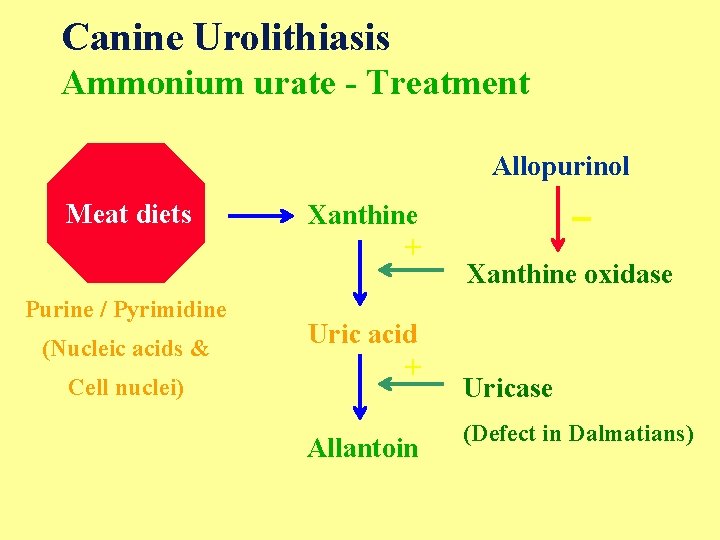 Canine Urolithiasis Ammonium urate - Treatment Allopurinol Meat diets Purine / Pyrimidine (Nucleic acids