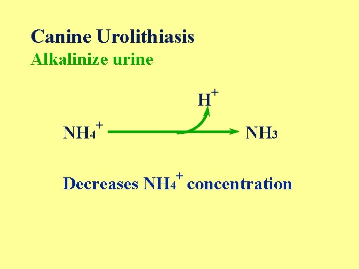 Canine Urolithiasis Alkalinize urine H + NH 4 + NH 3 + Decreases NH