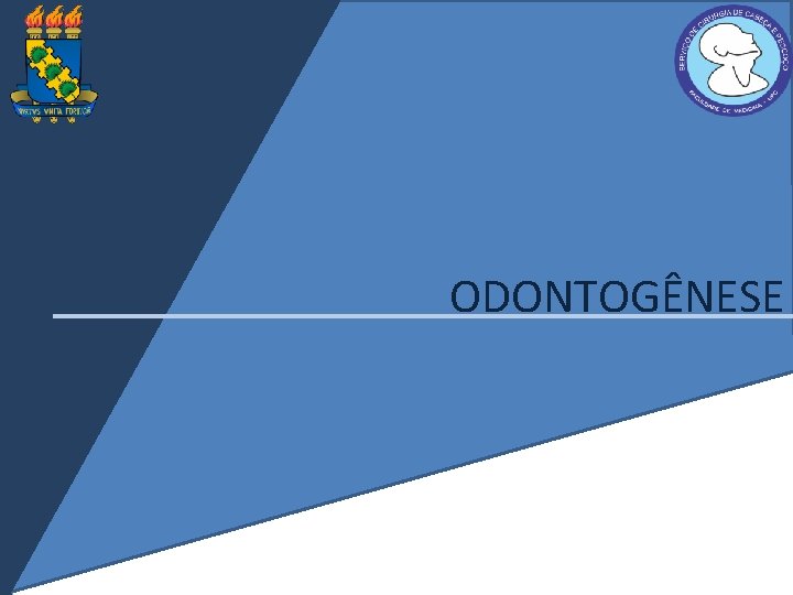 ODONTOGÊNESE 