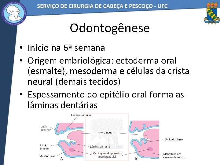 Odontogênese • Início na 6ª semana • Origem embriológica: ectoderma oral (esmalte), mesoderma e