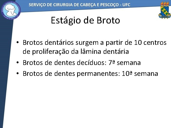 Estágio de Broto • Brotos dentários surgem a partir de 10 centros de proliferação