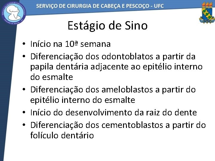 Estágio de Sino • Início na 10ª semana • Diferenciação dos odontoblatos a partir