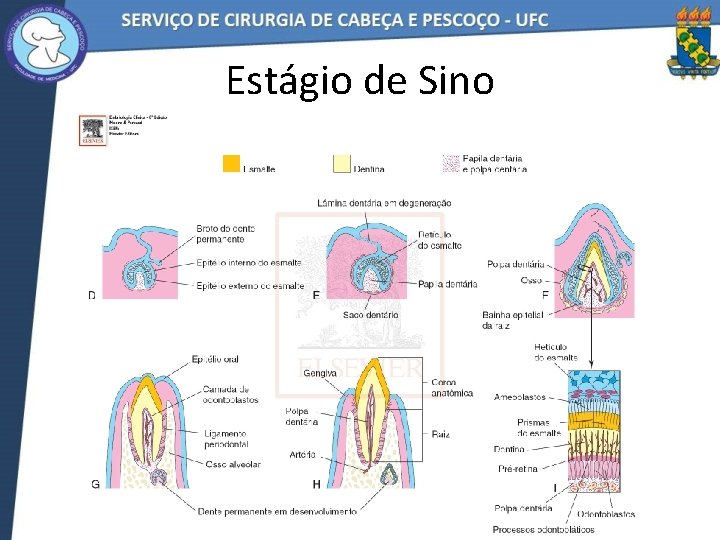 Estágio de Sino 