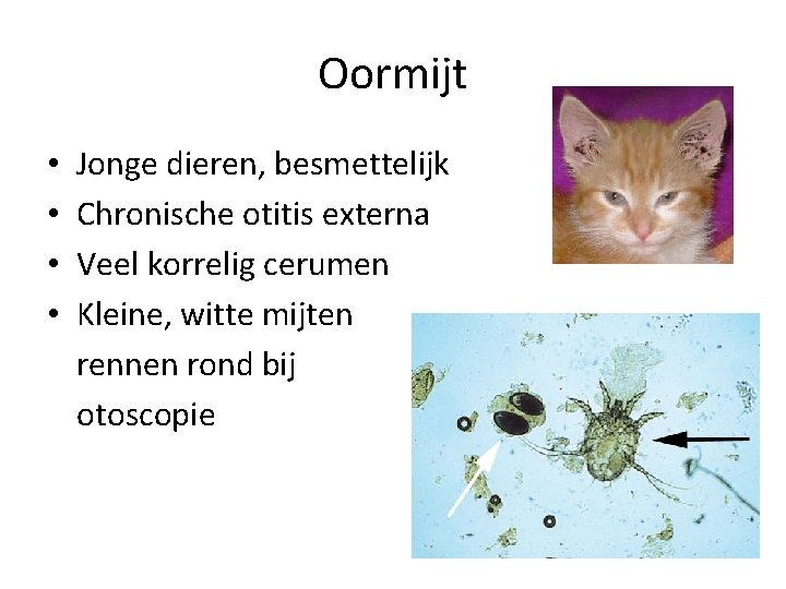 Oormijt • • Jonge dieren, besmettelijk Chronische otitis externa Veel korrelig cerumen Kleine, witte