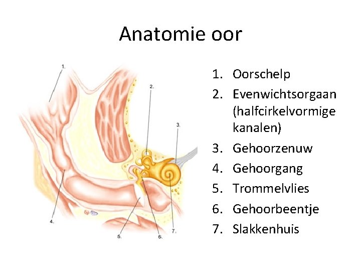 Anatomie oor 1. Oorschelp 2. Evenwichtsorgaan (halfcirkelvormige kanalen) 3. Gehoorzenuw 4. Gehoorgang 5. Trommelvlies