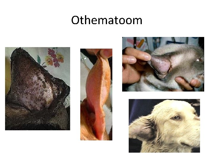 Othematoom 