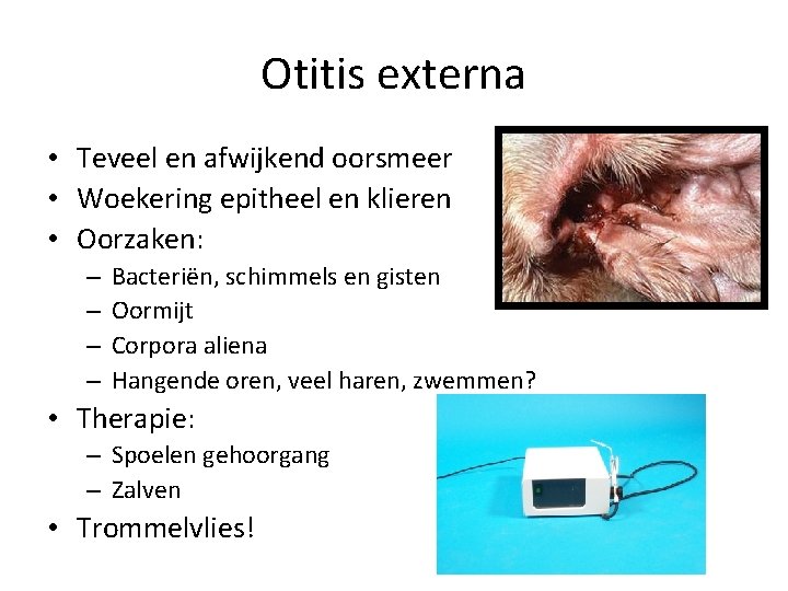 Otitis externa • Teveel en afwijkend oorsmeer • Woekering epitheel en klieren • Oorzaken: