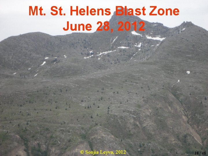 Mt. St. Helens Blast Zone June 28, 2012 © Sonjia Leyva, 2012 18 /