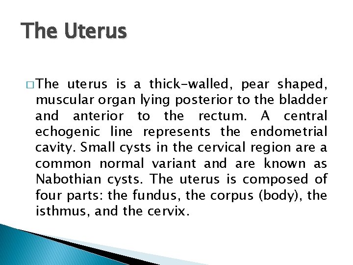 The Uterus � The uterus is a thick-walled, pear shaped, muscular organ lying posterior