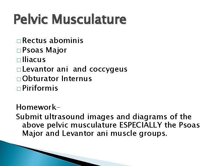 Pelvic Musculature � Rectus abominis � Psoas Major � Iliacus � Levantor ani and