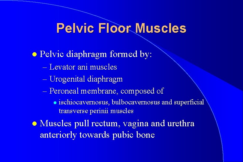 Pelvic Floor Muscles l Pelvic diaphragm formed by: – Levator ani muscles – Urogenital