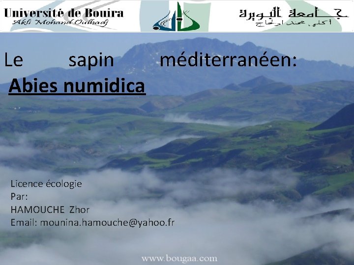 Le sapin méditerranéen: Abies numidica Licence écologie Par: HAMOUCHE Zhor Email: mounina. hamouche@yahoo. fr