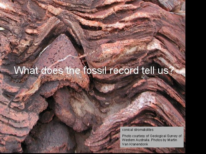 What does the fossil record tell us? conical stromatolites Photo courtesy of Geological Survey