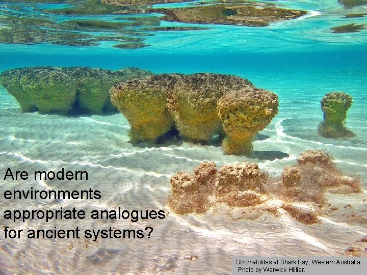 Are modern environments appropriate analogues for ancient systems? Stromatolites at Shark Bay, Western Australia.