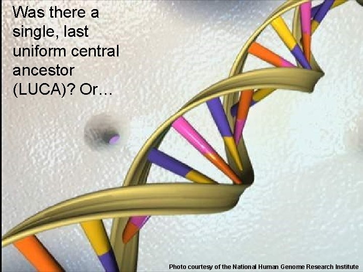 Was there a single, last uniform central ancestor (LUCA)? Or… Photo courtesy of the