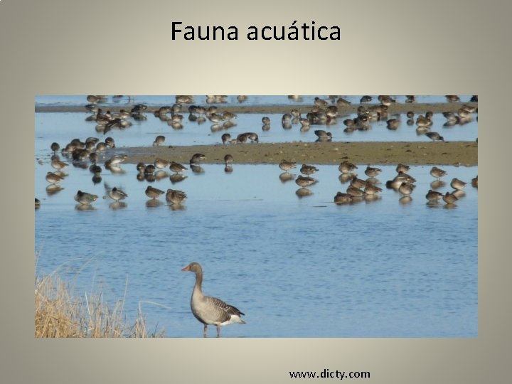 Fauna acuática www. dicty. com 
