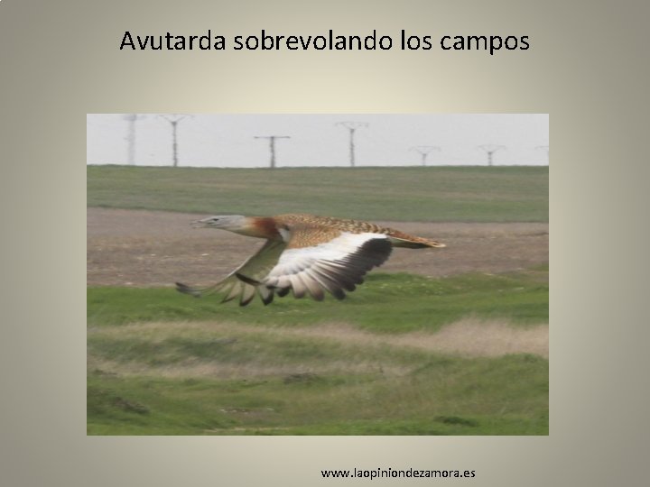 Avutarda sobrevolando los campos www. laopiniondezamora. es 
