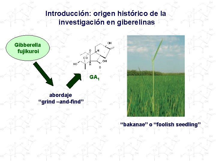 Introducción: origen histórico de la investigación en giberelinas Gibberella fujikuroi GA 1 abordaje “grind