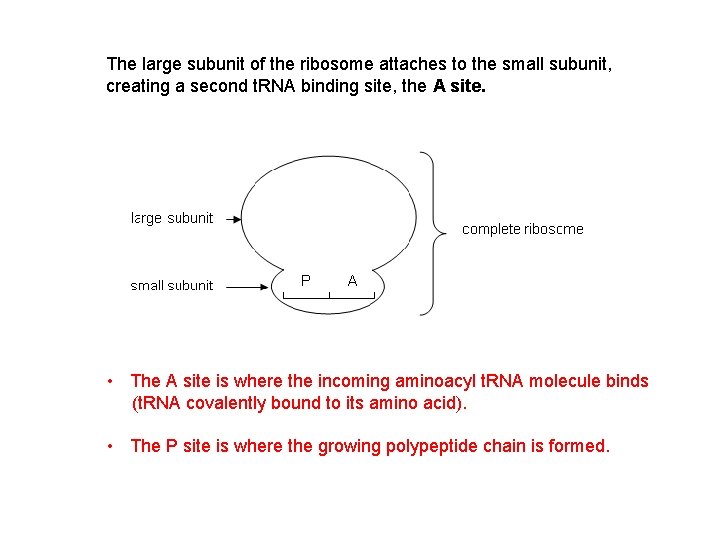 The large subunit of the ribosome attaches to the small subunit, creating a second